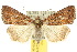  ( - 10ANIC-07421)  @15 [ ] CreativeCommons - Attribution (2010) CBG Photography Group Centre for Biodiversity Genomics