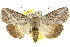  (Syntheta - 10ANIC-07422)  @15 [ ] CreativeCommons - Attribution (2010) CBG Photography Group Centre for Biodiversity Genomics