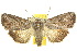  ( - 10ANIC-07423)  @14 [ ] CreativeCommons - Attribution (2010) CBG Photography Group Centre for Biodiversity Genomics