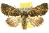  (Epicyrtica sp. ANIC1 - 10ANIC-07447)  @15 [ ] CreativeCommons - Attribution (2010) CBG Photography Group Centre for Biodiversity Genomics