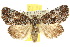 (Epicyrtica sp. ANIC2 - 10ANIC-07448)  @15 [ ] CreativeCommons - Attribution (2010) CBG Photography Group Centre for Biodiversity Genomics