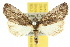  (Calophasidia - 10ANIC-07451)  @15 [ ] CreativeCommons - Attribution (2010) CBG Photography Group Centre for Biodiversity Genomics