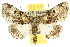  (Amphipyrine - 10ANIC-07456)  @15 [ ] CreativeCommons - Attribution (2010) CBG Photography Group Centre for Biodiversity Genomics