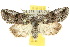  ( - 10ANIC-07462)  @15 [ ] CreativeCommons - Attribution (2010) CBG Photography Group Centre for Biodiversity Genomics