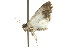  ( - 10ANIC-07467)  @13 [ ] CreativeCommons - Attribution (2010) CBG Photography Group Centre for Biodiversity Genomics