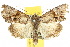  (Epicyrtica leucostigma - 10ANIC-07495)  @15 [ ] CreativeCommons - Attribution (2010) CBG Photography Group Centre for Biodiversity Genomics