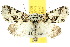  (Epicyrtica docima - 10ANIC-07499)  @15 [ ] CreativeCommons - Attribution (2010) CBG Photography Group Centre for Biodiversity Genomics