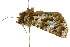  ( - 10ANIC-07532)  @13 [ ] CreativeCommons - Attribution (2010) CBG Photography Group Centre for Biodiversity Genomics