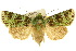  (Pachythrix hampsoni - 10ANIC-07535)  @15 [ ] CreativeCommons - Attribution (2010) CBG Photography Group Centre for Biodiversity Genomics