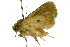  ( - 10ANIC-07536)  @13 [ ] CreativeCommons - Attribution (2010) CBG Photography Group Centre for Biodiversity Genomics