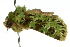  ( - 10ANIC-07537)  @14 [ ] CreativeCommons - Attribution (2010) CBG Photography Group Centre for Biodiversity Genomics