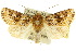  ( - 10ANIC-07538)  @15 [ ] CreativeCommons - Attribution (2010) CBG Photography Group Centre for Biodiversity Genomics