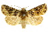  ( - 10ANIC-07539)  @15 [ ] CreativeCommons - Attribution (2010) CBG Photography Group Centre for Biodiversity Genomics
