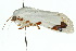  ( - 10ANIC-07569)  @12 [ ] CreativeCommons - Attribution (2010) CBG Photography Group Centre for Biodiversity Genomics