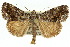  ( - 10ANIC-07578)  @15 [ ] CreativeCommons - Attribution (2010) CBG Photography Group Centre for Biodiversity Genomics