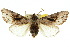  ( - 10ANIC-07615)  @14 [ ] CreativeCommons - Attribution (2010) CBG Photography Group Centre for Biodiversity Genomics