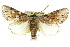  (Mudaria sp. A - 10ANIC-07616)  @15 [ ] CreativeCommons - Attribution (2010) CBG Photography Group Centre for Biodiversity Genomics