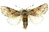  ( - 10ANIC-07617)  @15 [ ] CreativeCommons - Attribution (2010) CBG Photography Group Centre for Biodiversity Genomics