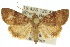  ( - 10ANIC-07628)  @14 [ ] CreativeCommons - Attribution (2010) CBG Photography Group Centre for Biodiversity Genomics
