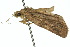  ( - 10ANIC-07629)  @12 [ ] CreativeCommons - Attribution (2010) CBG Photography Group Centre for Biodiversity Genomics