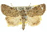  ( - 10ANIC-07630)  @14 [ ] CreativeCommons - Attribution (2010) CBG Photography Group Centre for Biodiversity Genomics
