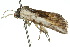  ( - 10ANIC-07640)  @12 [ ] CreativeCommons - Attribution (2010) CBG Photography Group Centre for Biodiversity Genomics