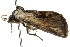  ( - 10ANIC-07641)  @12 [ ] CreativeCommons - Attribution (2010) CBG Photography Group Centre for Biodiversity Genomics
