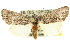  ( - 10ANIC-07650)  @14 [ ] CreativeCommons - Attribution (2010) CBG Photography Group Centre for Biodiversity Genomics