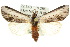  ( - 10ANIC-07663)  @15 [ ] CreativeCommons - Attribution (2010) CBG Photography Group Centre for Biodiversity Genomics