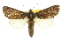  ( - 10ANIC-07667)  @15 [ ] CreativeCommons - Attribution (2010) CBG Photography Group Centre for Biodiversity Genomics