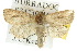  ( - 10ANIC-07706)  @14 [ ] CreativeCommons - Attribution (2010) CBG Photography Group Centre for Biodiversity Genomics