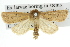  ( - 10ANIC-07707)  @14 [ ] CreativeCommons - Attribution (2010) CBG Photography Group Centre for Biodiversity Genomics