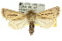  (Bathytricha leonina - 10ANIC-07711)  @15 [ ] CreativeCommons - Attribution (2010) CBG Photography Group Centre for Biodiversity Genomics