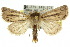 ( - 10ANIC-07712)  @15 [ ] CreativeCommons - Attribution (2010) CBG Photography Group Centre for Biodiversity Genomics