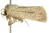  ( - 10ANIC-07713)  @13 [ ] CreativeCommons - Attribution (2010) CBG Photography Group Centre for Biodiversity Genomics