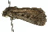  ( - 10ANIC-07744)  @13 [ ] CreativeCommons - Attribution (2010) CBG Photography Group Centre for Biodiversity Genomics