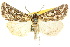 (Eremochroa lunata - 10ANIC-07771)  @15 [ ] CreativeCommons - Attribution (2010) CBG Photography Group Centre for Biodiversity Genomics