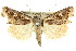  (Proteuxoa heliosema - 10ANIC-07799)  @15 [ ] CreativeCommons - Attribution (2010) CBG Photography Group Centre for Biodiversity Genomics