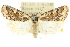  ( - 10ANIC-07801)  @14 [ ] CreativeCommons - Attribution (2010) CBG Photography Group Centre for Biodiversity Genomics
