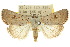  ( - 10ANIC-07808)  @15 [ ] CreativeCommons - Attribution (2010) CBG Photography Group Centre for Biodiversity Genomics