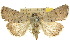  (Proteuxoa sarcomorpha - 10ANIC-07810)  @15 [ ] CreativeCommons - Attribution (2010) CBG Photography Group Centre for Biodiversity Genomics