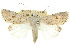  ( - 10ANIC-07812)  @15 [ ] CreativeCommons - Attribution (2010) CBG Photography Group Centre for Biodiversity Genomics