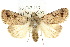 (Proteuxoa capularis - 10ANIC-07818)  @15 [ ] CreativeCommons - Attribution (2010) CBG Photography Group Centre for Biodiversity Genomics