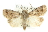  ( - 10ANIC-07819)  @15 [ ] CreativeCommons - Attribution (2010) CBG Photography Group Centre for Biodiversity Genomics