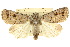  ( - 10ANIC-07820)  @11 [ ] CreativeCommons - Attribution (2010) CBG Photography Group Centre for Biodiversity Genomics
