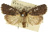  ( - 10ANIC-07843)  @11 [ ] CreativeCommons - Attribution (2010) CBG Photography Group Centre for Biodiversity Genomics