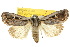  (Proteuxoa paragypsa - 10ANIC-07851)  @15 [ ] CreativeCommons - Attribution (2010) CBG Photography Group Centre for Biodiversity Genomics