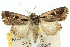  ( - 10ANIC-07854)  @11 [ ] CreativeCommons - Attribution (2010) CBG Photography Group Centre for Biodiversity Genomics