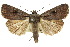  (Proteuxoa metableta - 10ANIC-07862)  @15 [ ] CreativeCommons - Attribution (2010) CBG Photography Group Centre for Biodiversity Genomics