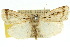  (Proteuxoa euchroa - 10ANIC-07873)  @15 [ ] CreativeCommons - Attribution (2010) CBG Photography Group Centre for Biodiversity Genomics